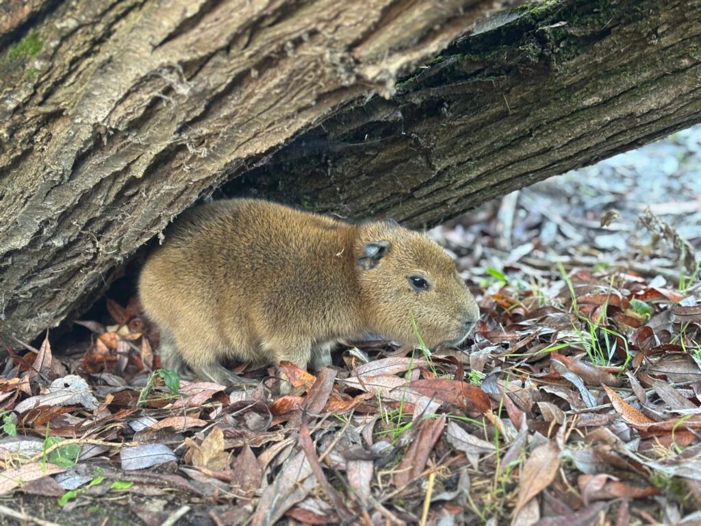 Baby Capybara Born at Hobbledown Epsom
