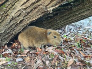 Baby Capybara Born at Hobbledown Epsom