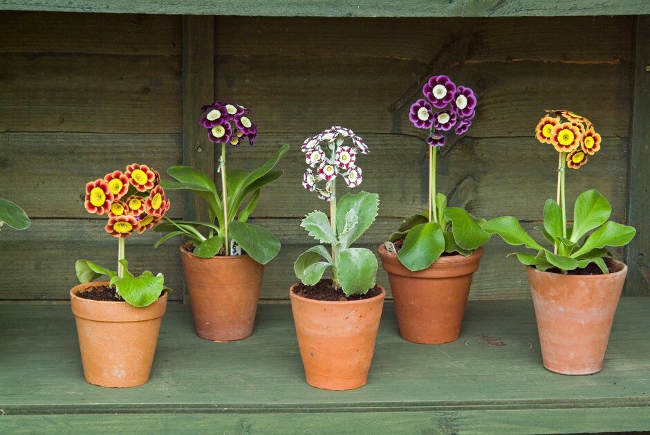 Auricula and Primula Society Show