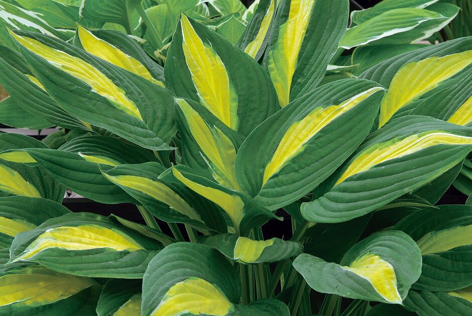 Summer Show featuring Iris and Hosta Societies