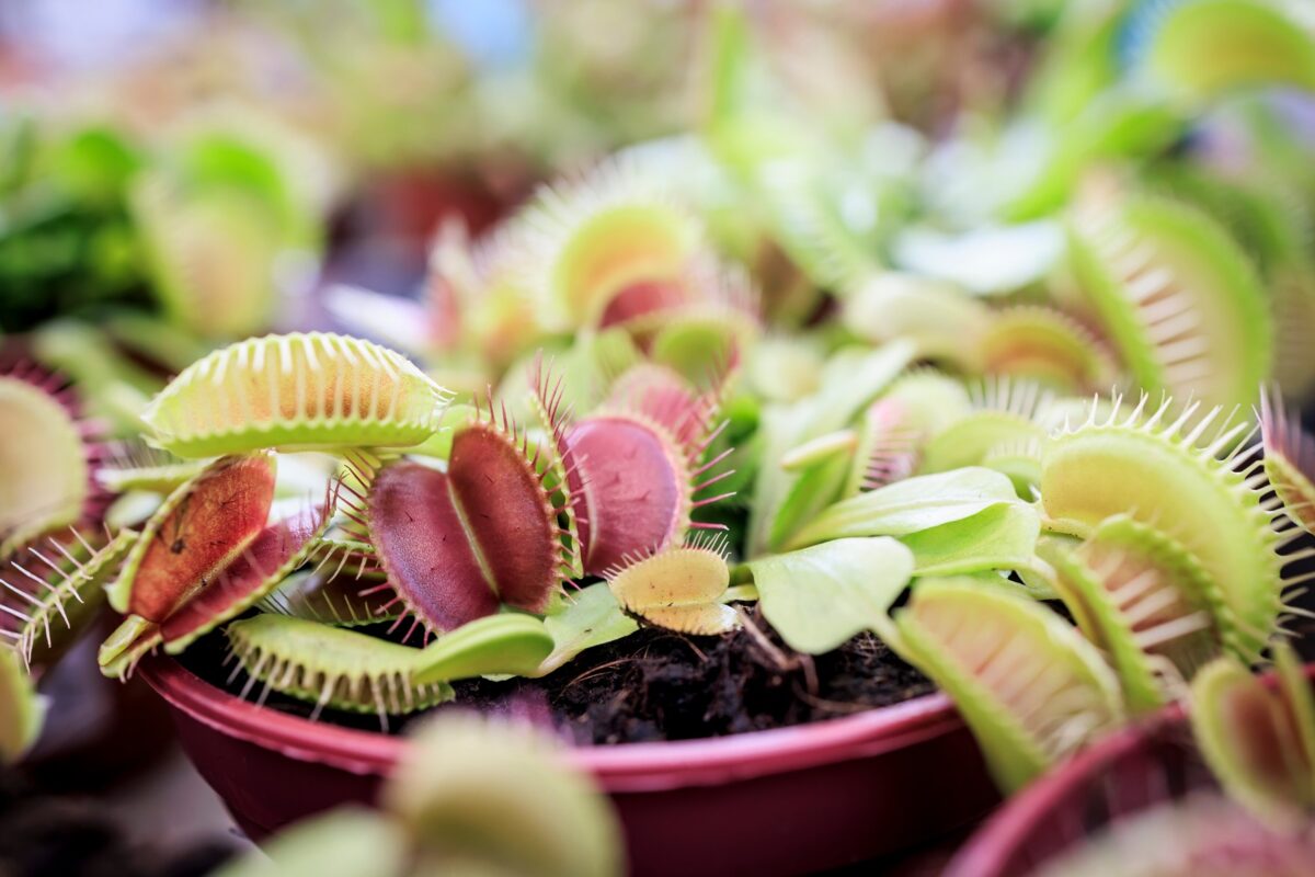Ferns and Carnivorous Plants Show