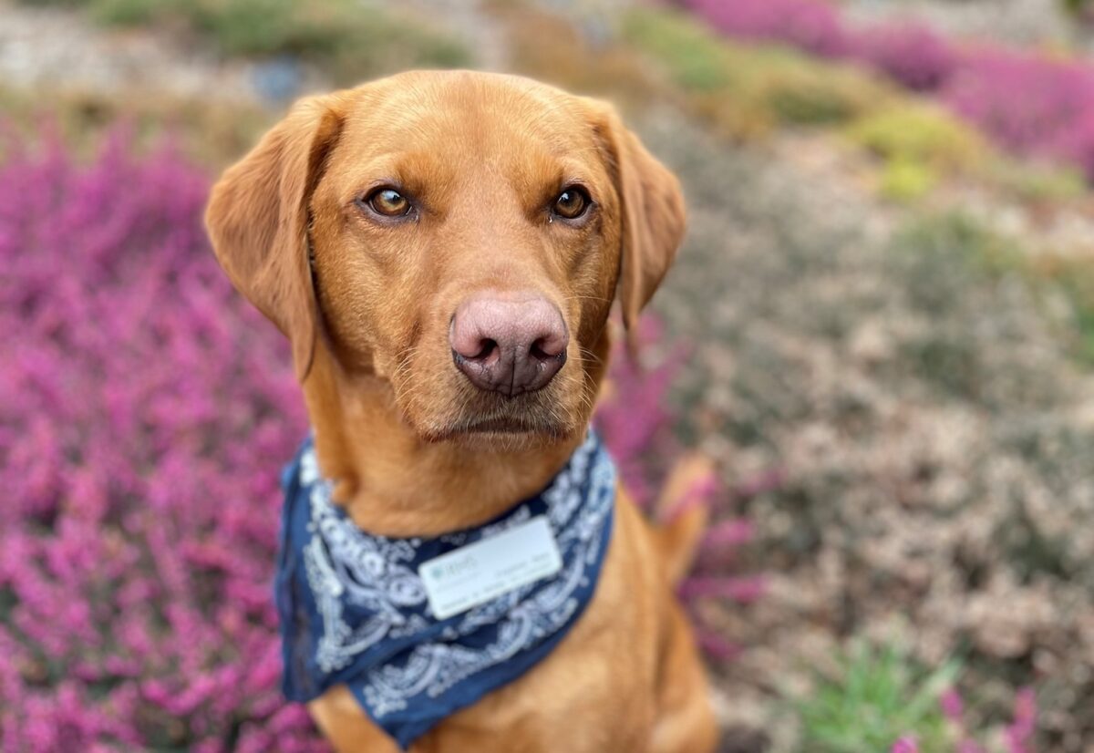 Walkies at Wisley