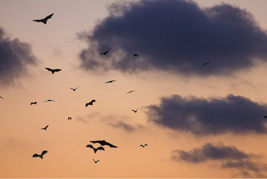 UK Bats talk and walk