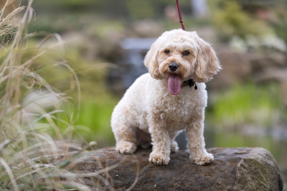 Walkies at Wisley