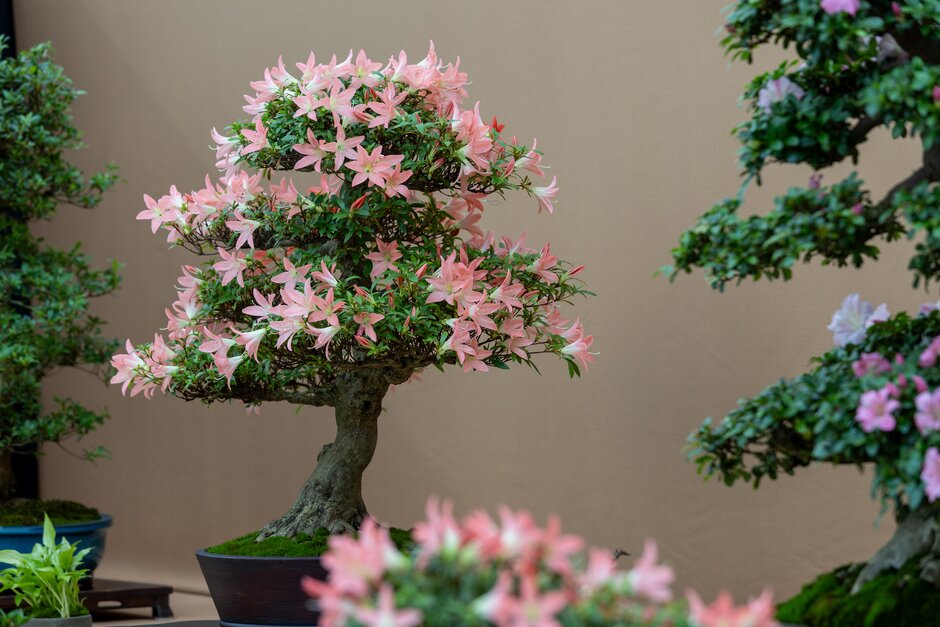 Bonsai Show