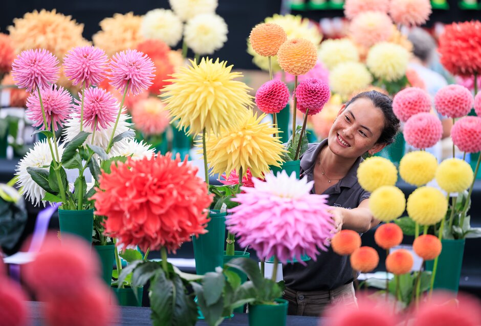 Celebration of Dahlias