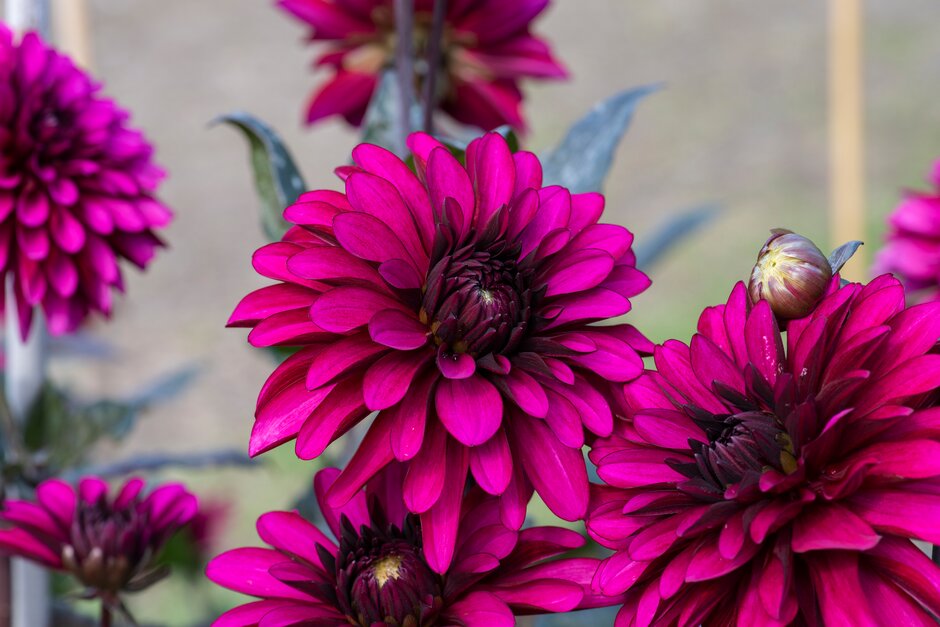 Visitors’ Dahlia Competition