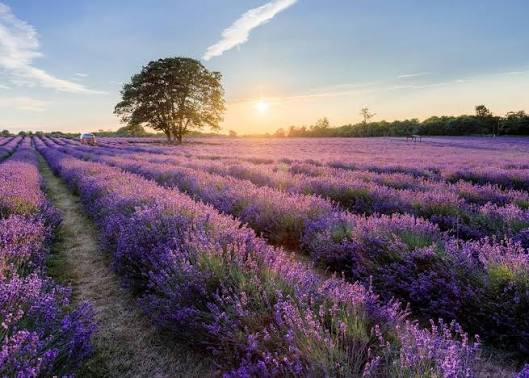 Mayfield Lavender Farm